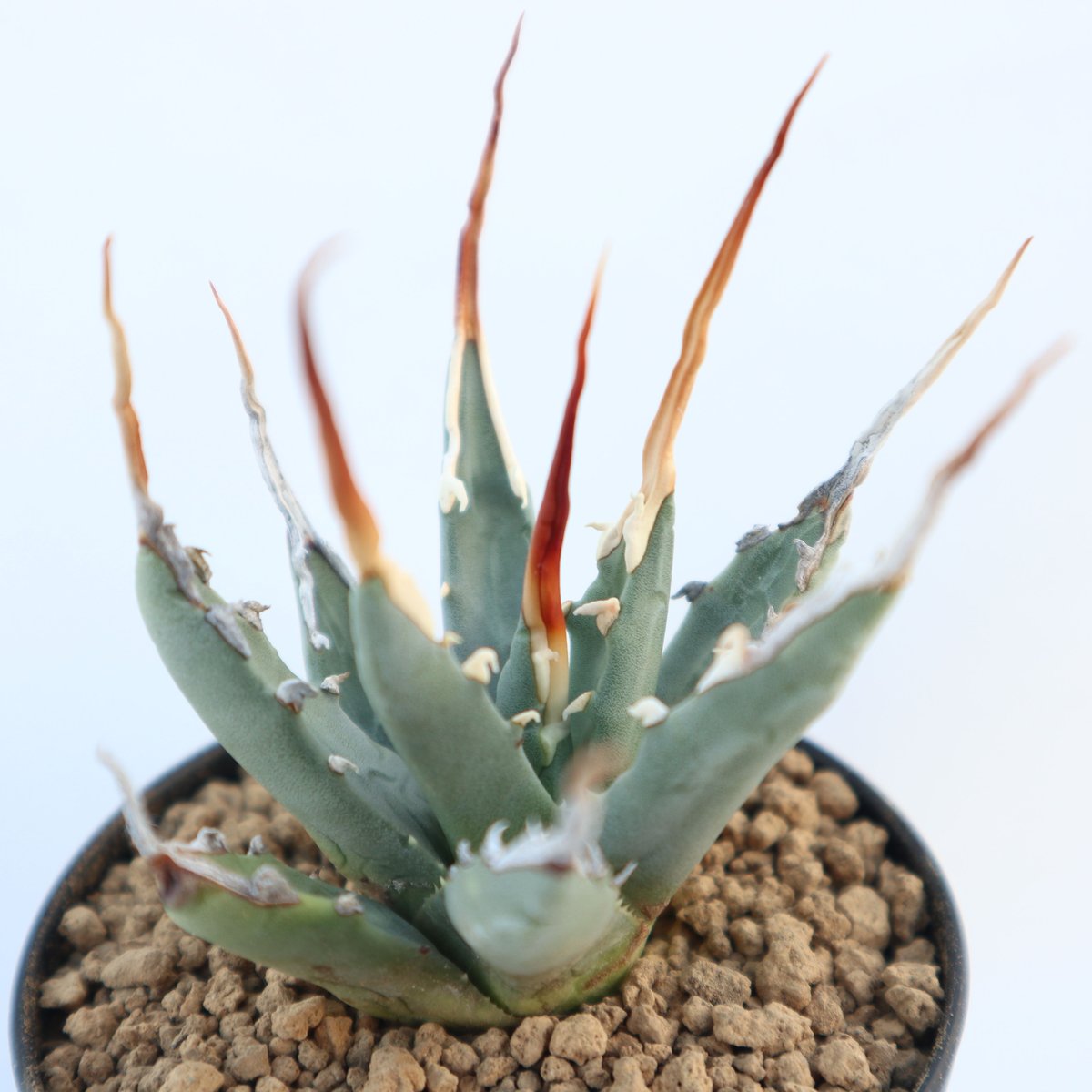 アガベ ユタエンシス エボリスピナ no.2 | mana's farm:塊根植物